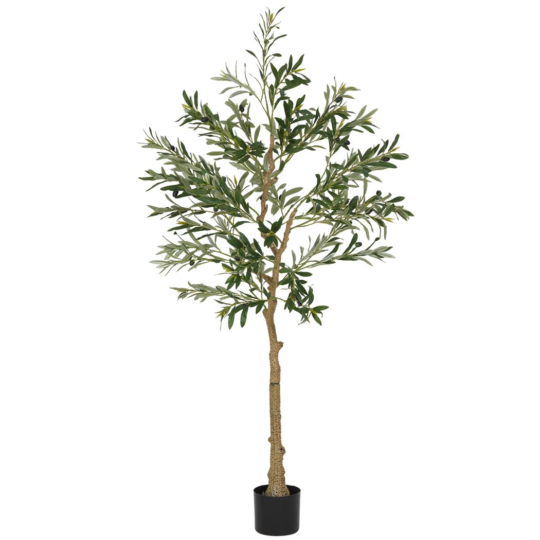 Planta de Escritório FOLI, Oliveira com 150 cm de Altura, Folhas e Azeitonas, Cor Verde